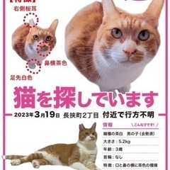 迷子猫探してます。