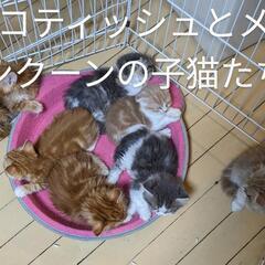 【夏祭り子猫Sale】スコティッシュ５万〜 - 春日井市