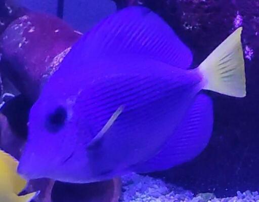 パープルタン
