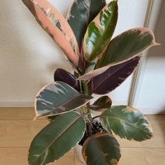 決まりました【観葉植物】フィカスエラスティカ　インドゴムノキ 65cm