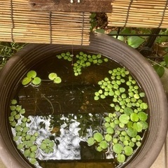 メダカに！ 水草ドワーフフロッグビット