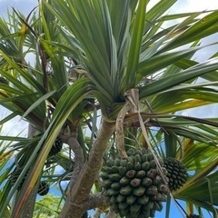 タコの木（読谷） タコの木（読谷）