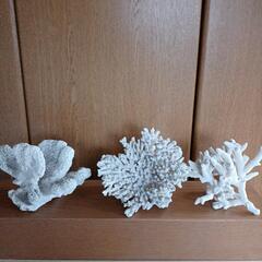 珊瑚　サンゴ　３個セット