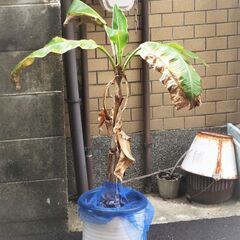 (ありがとうございました)鉢植え　宮崎バナナ