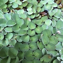 水草　浮き草　小型浮草