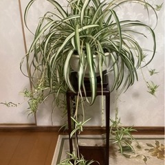 🌿中斑広葉オリヅルラン(観葉植物)1
