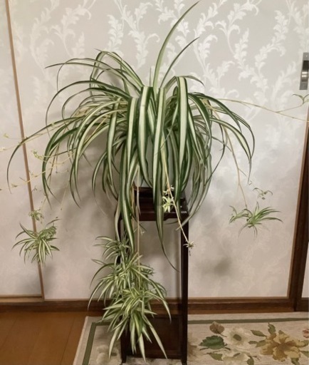 中斑広葉オリヅルラン(観葉植物)2