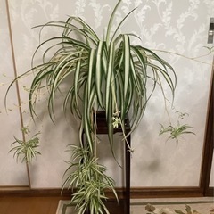 🌿中斑広葉オリヅルラン(観葉植物)2