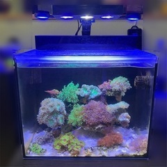 サンゴ水槽セット　シェル2 SHELL2　背面濾過　海水魚　サン...