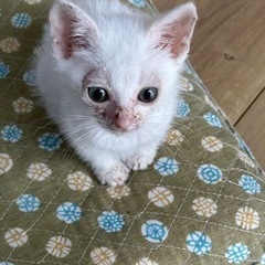 真っ白な子猫