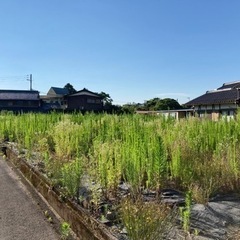 【草刈り代行】福知山、福知山付近の草刈りいたします🌱 - 剪定/造園