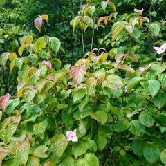 ヤマボウシ サトミ 株立(寄せ株)1.8m位