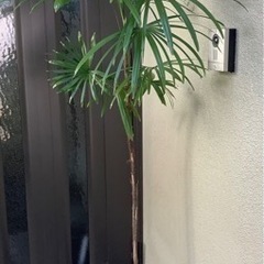 🪴棕櫚竹(シュロチク)観葉植物4　　1本立ち（約7cmの新芽あり)