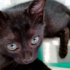 人なれ抜群　黒猫①　２か月 - 徳島市