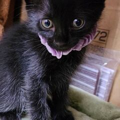 【里親様決定！】里親様募集！　生後2か月の黒ネコちゃん