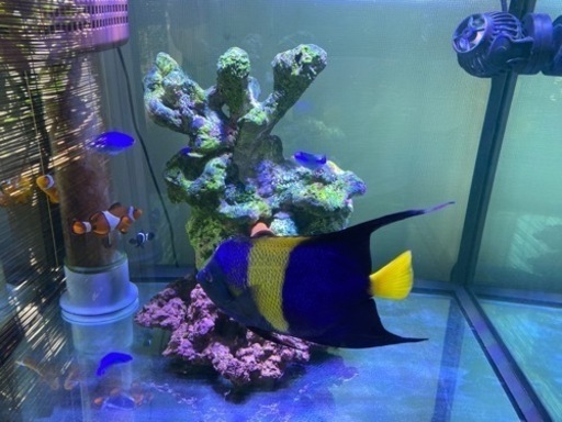 海水魚　アズファー（アラビアンエンゼル）のみでも可　　おまけ→カクレクマノミ　ブラックオセラリス　ルリスズメ