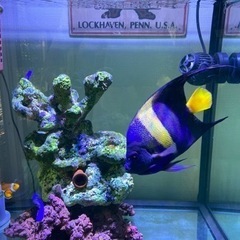 海水魚 アズファー（アラビアンエンゼル）のみでも可 おまけ