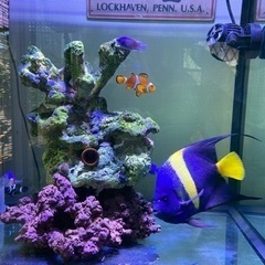 海水魚 アズファー（アラビアンエンゼル）のみでも可 おまけ 