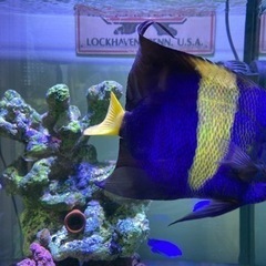 海水魚 アズファー（アラビアンエンゼル）のみでも可 おまけ 