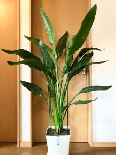 ストレリチアレギネ 180cm（大型観葉植物）