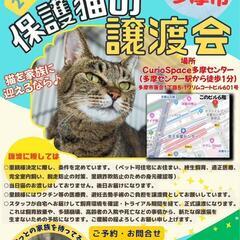 【7月15日(土)】猫の譲渡会 in 多摩市