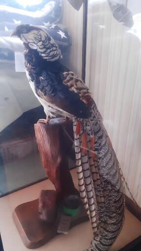銀鶏鳥(ギンケイチョウ)剥製