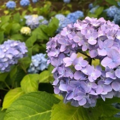 夙川公園で一緒にお散歩しませんか？