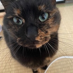 成猫　サビ猫　　メス