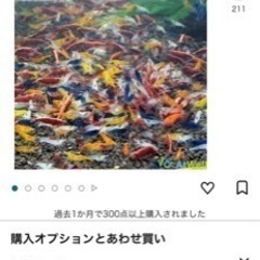 鑑賞用のエビ