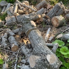 伐採した木の幹です。薪などにどうぞ。