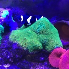 OHアクリル水槽900一式　海水生体付属　