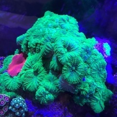 OHアクリル水槽900一式　海水生体付属　