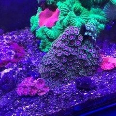 OHアクリル水槽900一式　海水生体付属　