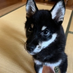 柴犬の仔犬（4ヶ月）お譲りします