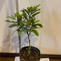 ミラクルフルーツ　樹木　植物