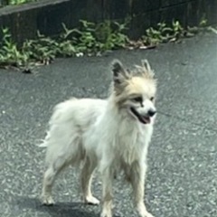 ローソン八女吉田店近郊　迷い犬