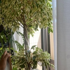 ベンジャミン　130cm 観葉植物