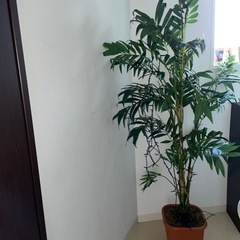 観葉植物フェイク　170cm