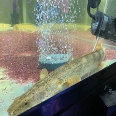 ビキールビキール　　ワイルドナイジェリアラプラティ