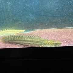 ビキールビキール　　ワイルドナイジェリアラプラティ