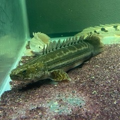 ビキールビキール　　ワイルドナイジェリアラプラティ