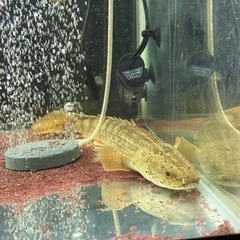 ビキールビキール　　ワイルドナイジェリアラプラティ