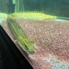 ビキールビキール　　ワイルドナイジェリアラプラティ