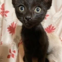 黒猫甘えっ子3ヶ月