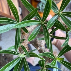 現地球　パキポディウム　グラキリス　作家鉢付き