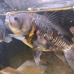 金魚　青ドラゴンスケールオランダ鏡鱗　