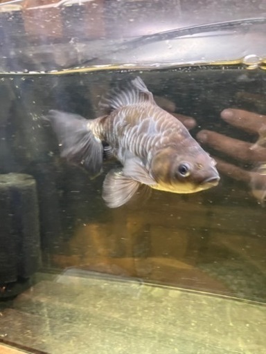 サマーセール。金属製ドラゴン彫刻 青銅色 サマーセール。金属製ドラゴン彫刻 青銅色 サマーセール。金属製