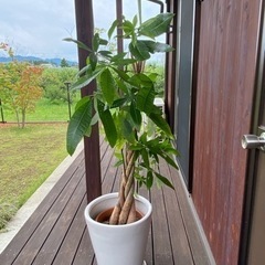 パキラ　観葉植物　鉢植え　植木鉢付き