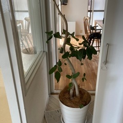 ベンガレンシス10号鉢　観葉植物　ゴムの木