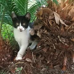 野良猫が車庫で7匹の子猫を生みました。【おかげさまで5匹の里親が...